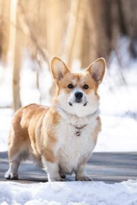 cardigan corgi on snow covered ground